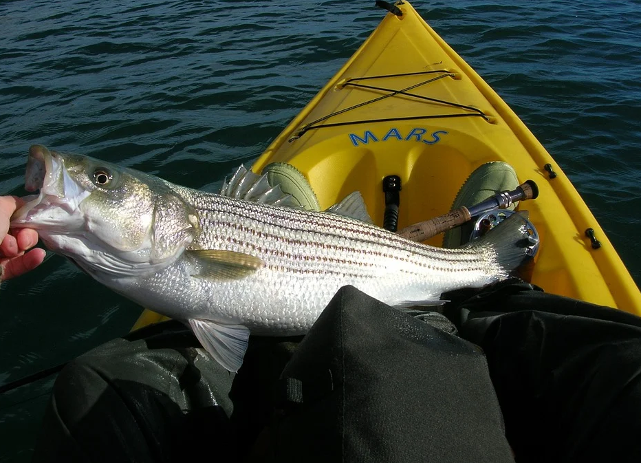 Kayak fishing is healthy